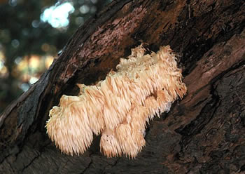 Hericium americanum